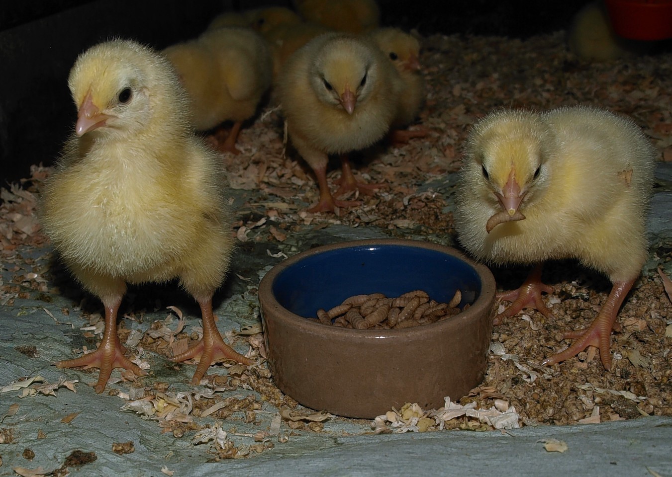 Broiler chicks eating insects