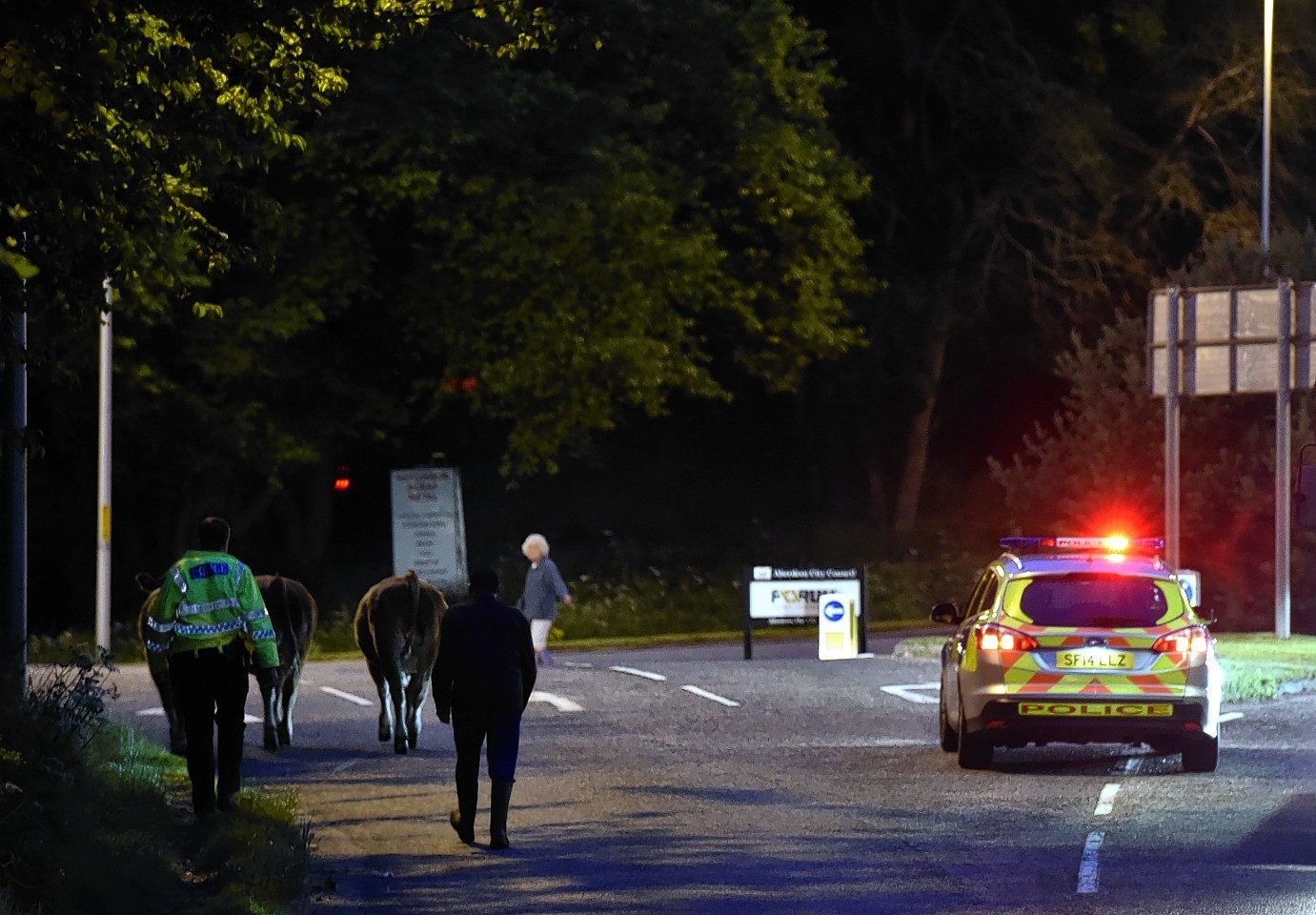 Cows disrupted traffic at the Persley Bridge at Bridge of Don