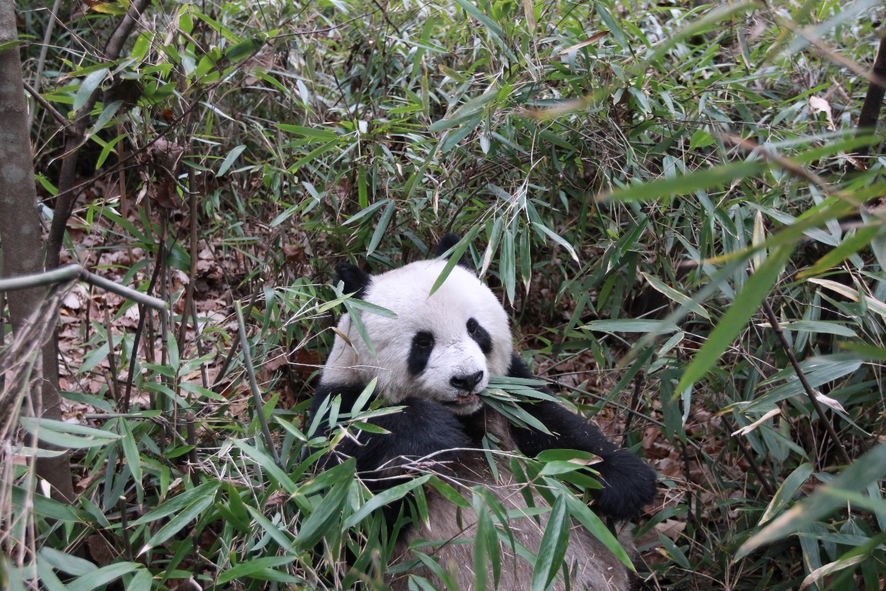 Pandas have to eat around 50lbs of bamboo a day to survive.