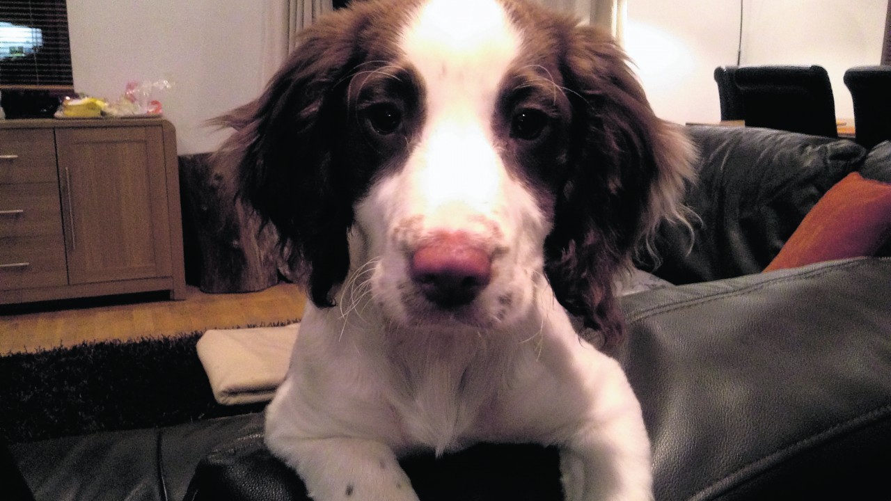 Meet cheeky sprocker  pup Jess.  She is nearly five months old and lives with Stewart and Jane Lemmon in Dingwall.