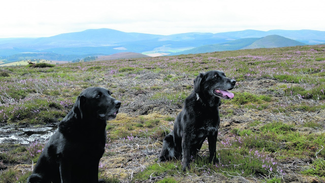 Here are Jodie and her son Kobe out for a lovely walk. They stay with Derek and Margo in Glenkindie.