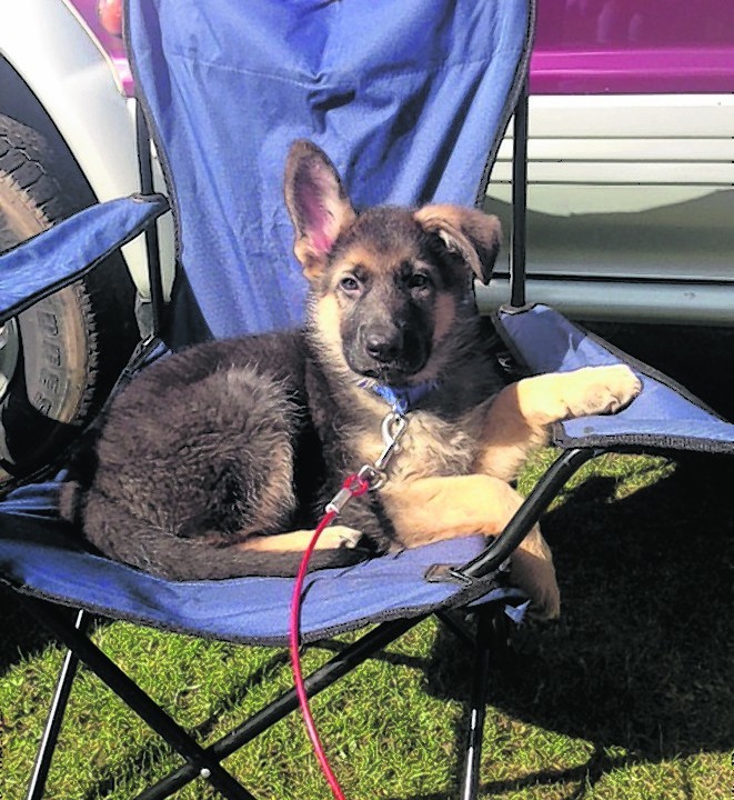Marco chilling on holiday at Ballater Caravan Park. He stays with the Lamb family in Midmar.