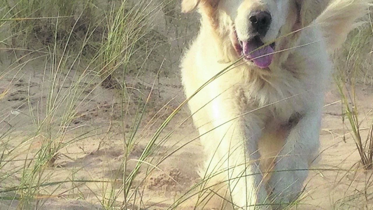 This is Max, a seven-year-old golden retriever from Culter. He lives with Kris Cocker.