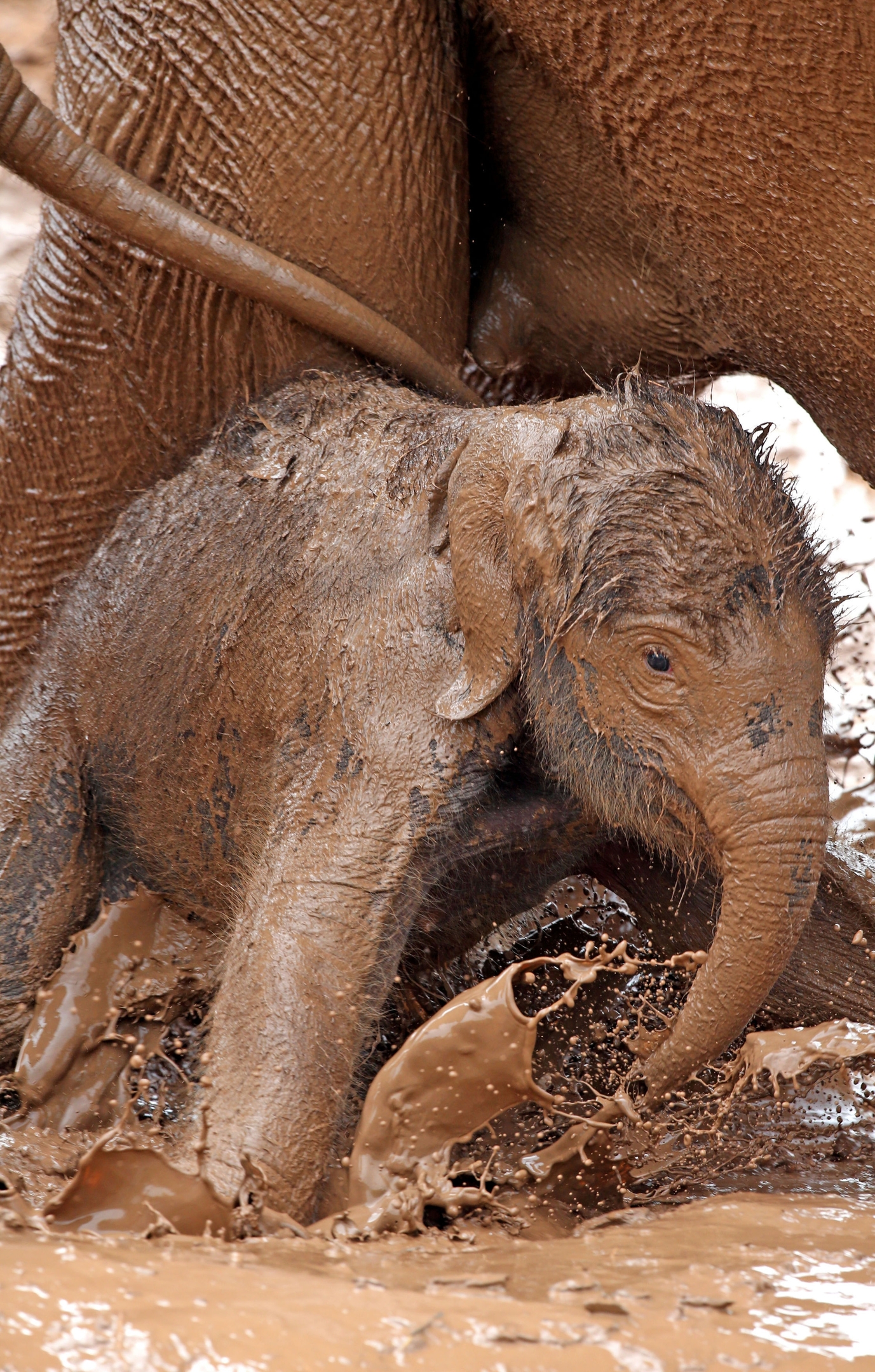 Covered in mud, the elephant method of cooling off