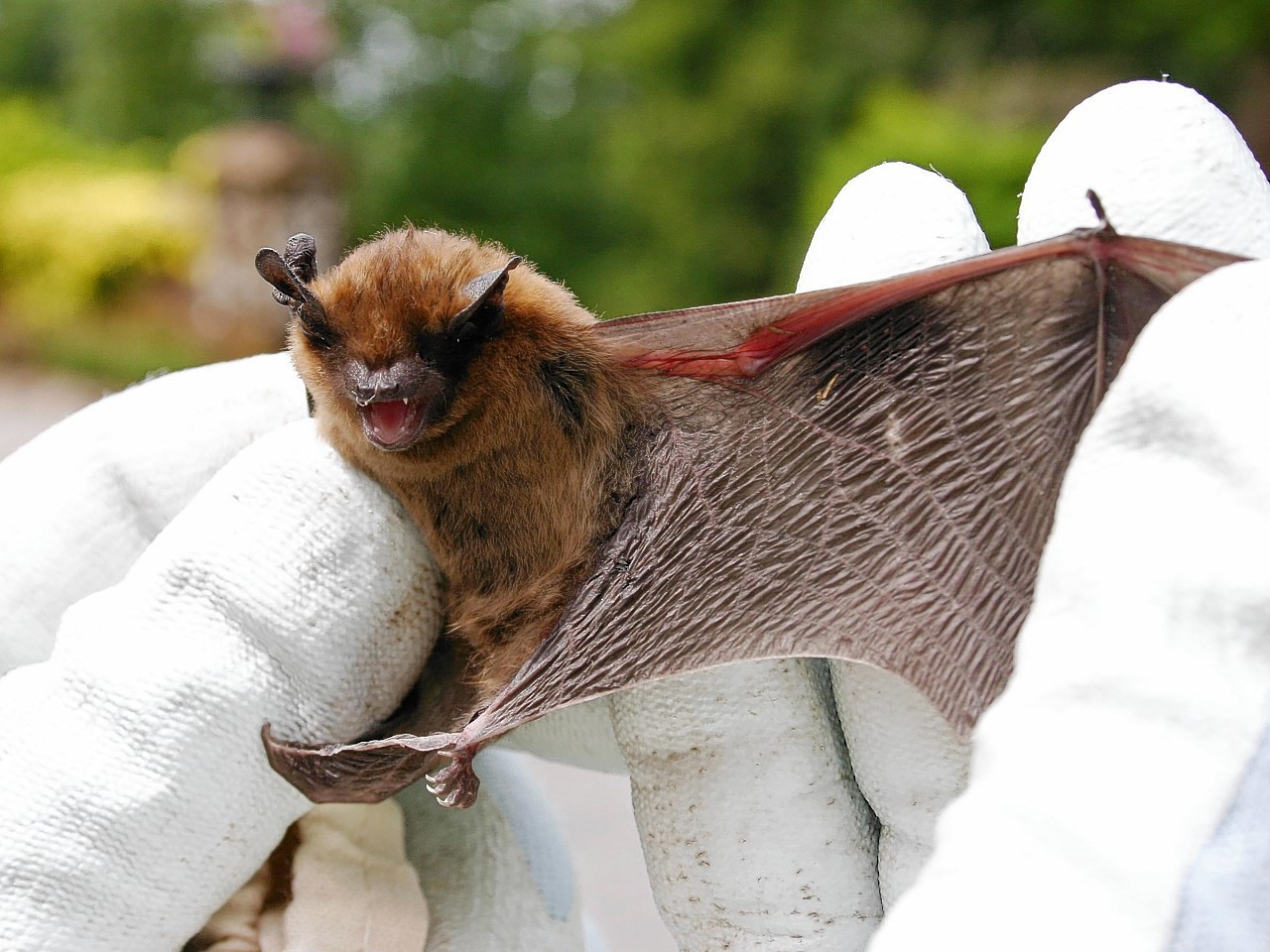 Pipistrelle bat