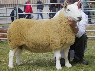 The North Country Cheviot stood reserve supreme sheep