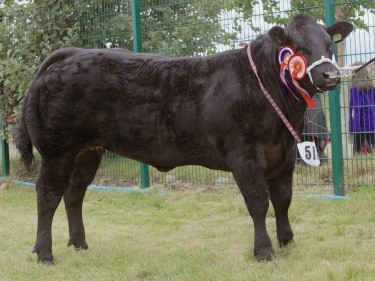 The commercial champion was crowned beef interbreed champion