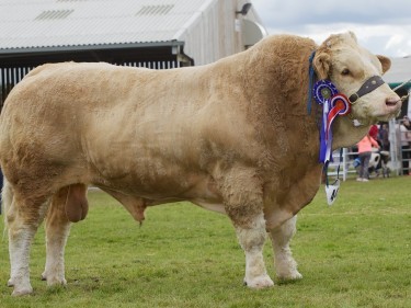 The Simmental stood beef interbreed reserve