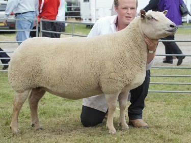 Bruce Ingram holds the Charollais champion which was crowned supreme sheep