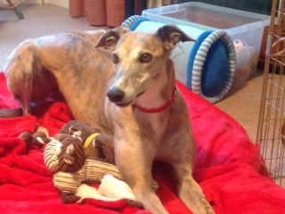 This is Carly is a retired greyhound who lives with Mr and Mrs Morrison in Inverness