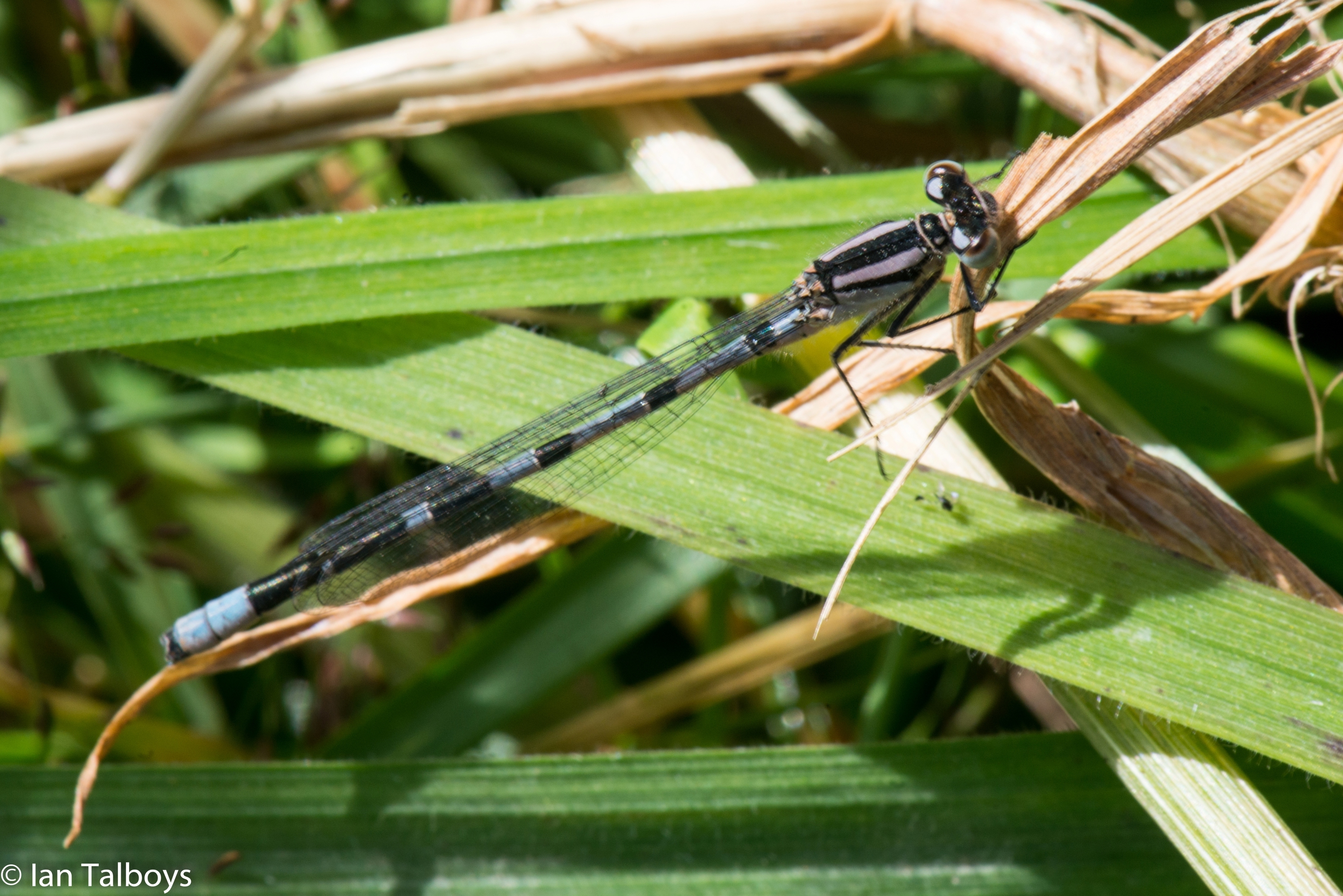 A blue tailed damsel at Scotstown Moor
