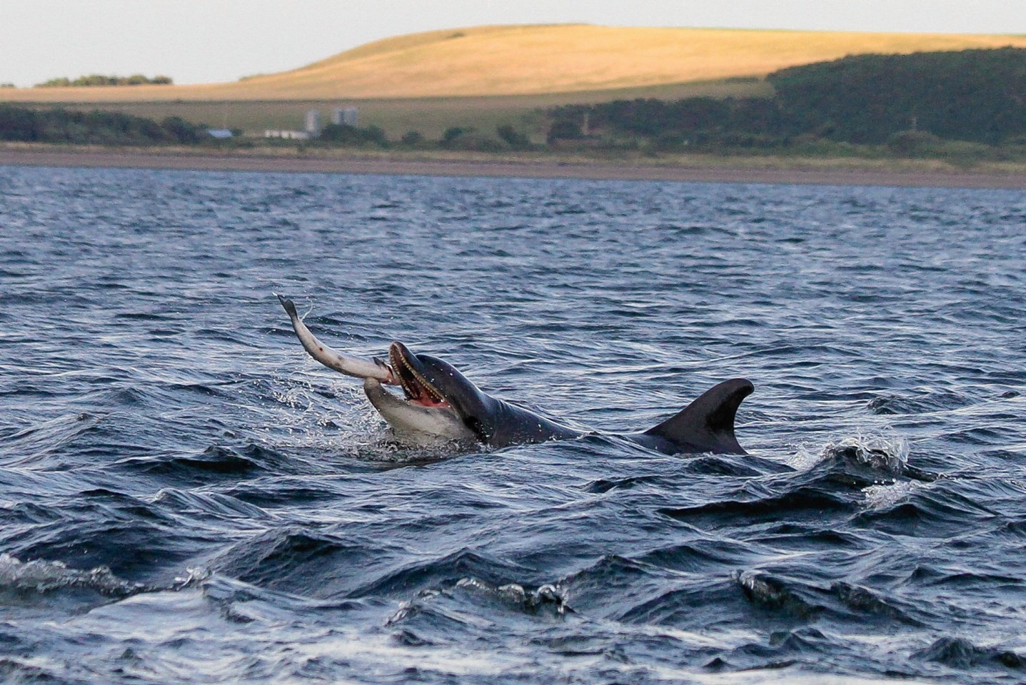 The bottle nose dolphin plays with his food as he jumps and catches a salmon