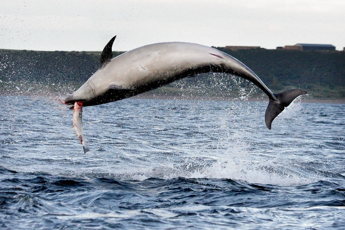 The bottle nose dolphin plays with his food as he jumps and catches a salmon