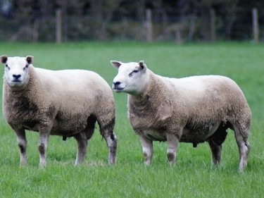 Durno x Beltex sheep