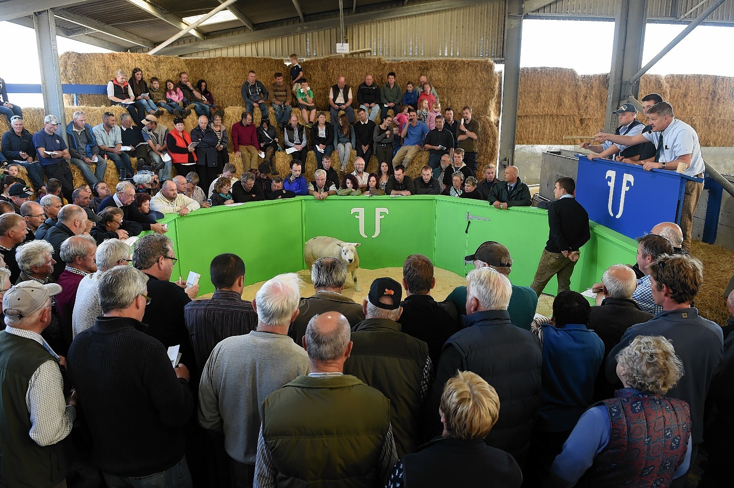 A packed ringside at the on-farm tup sale