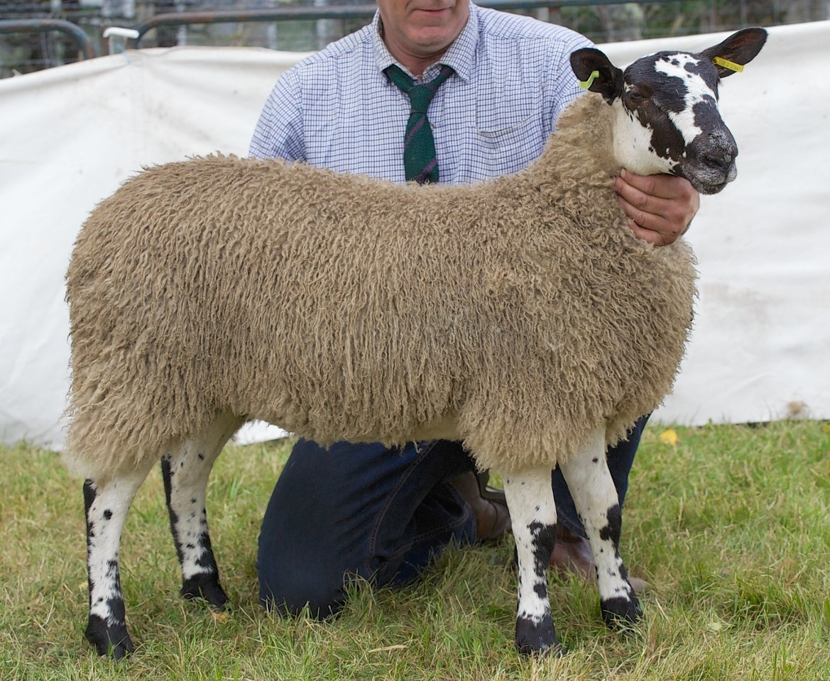The cross sheep champion was crowned interbreed sheep champion