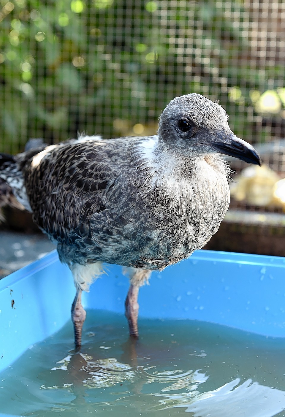One of the young herring gulls being cared for at the New Arc, near Ellon. picture: Kami Thomson.
