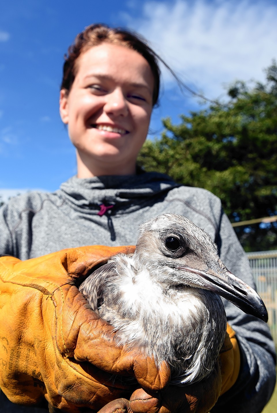 Stephanie Smith a volunteer at NEW ARC with one of the young gulls thay are looking after at the moment. Picture by Kami Thomson 