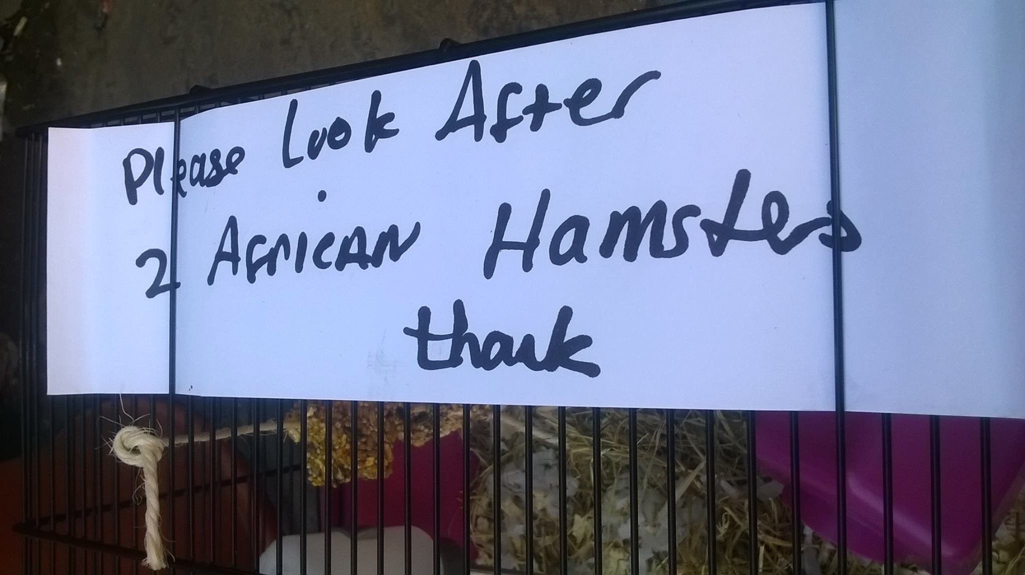 The donor left a message asking for the staff to look after the hamsters