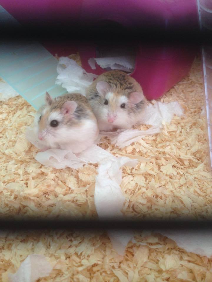 Staff at Moray Waste Busters found the tiny creatures in their cage