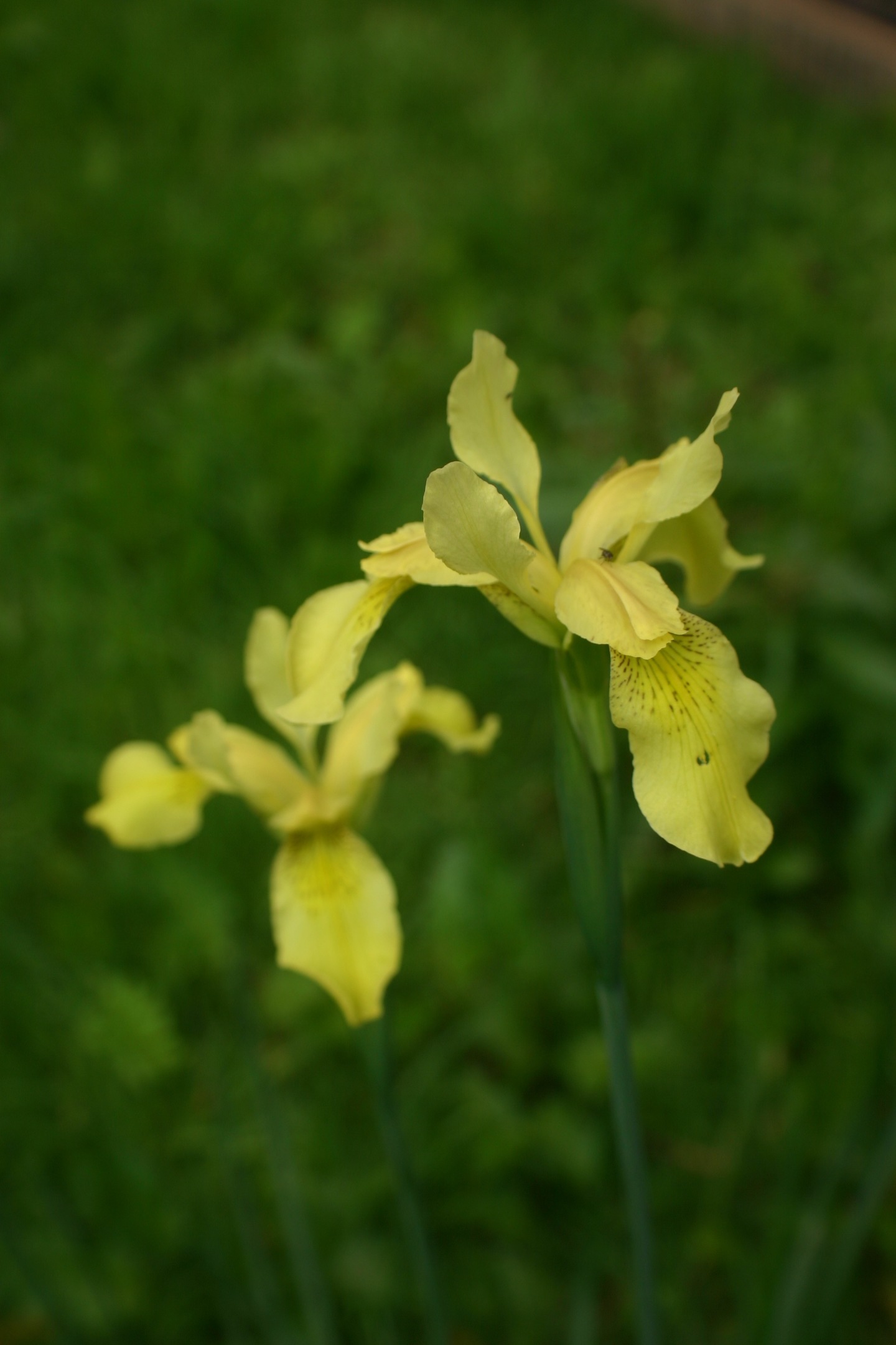 Iris forestii