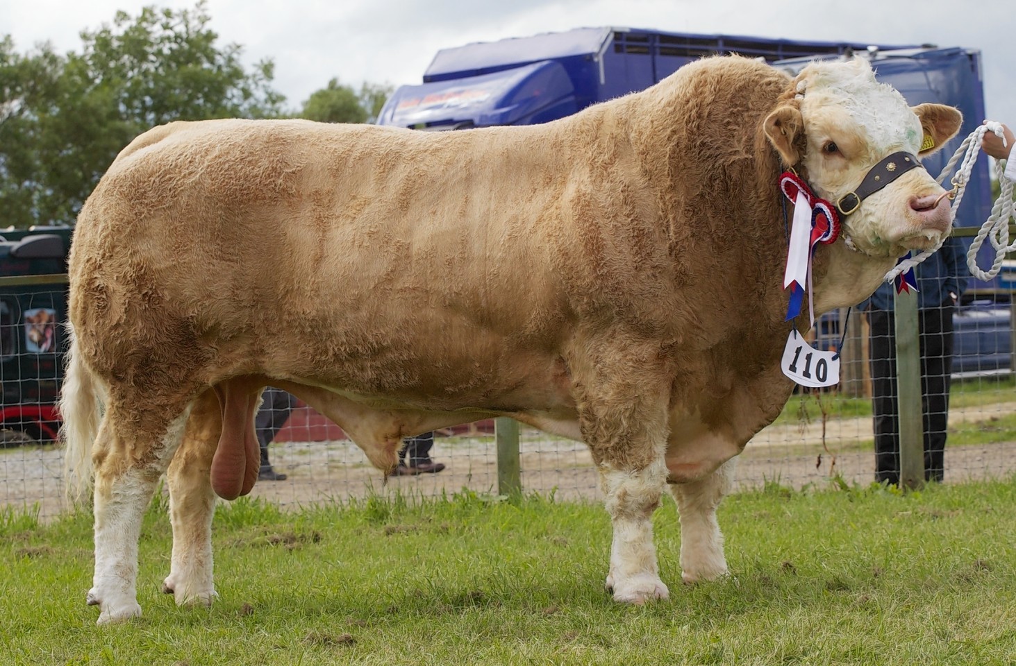 The Simmental breed champion was crowned beef interbreed champion