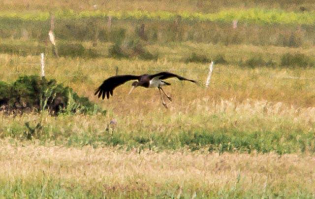 The rare bird arrived in the north-east on Thursday morning. Picture by Mike Chandler