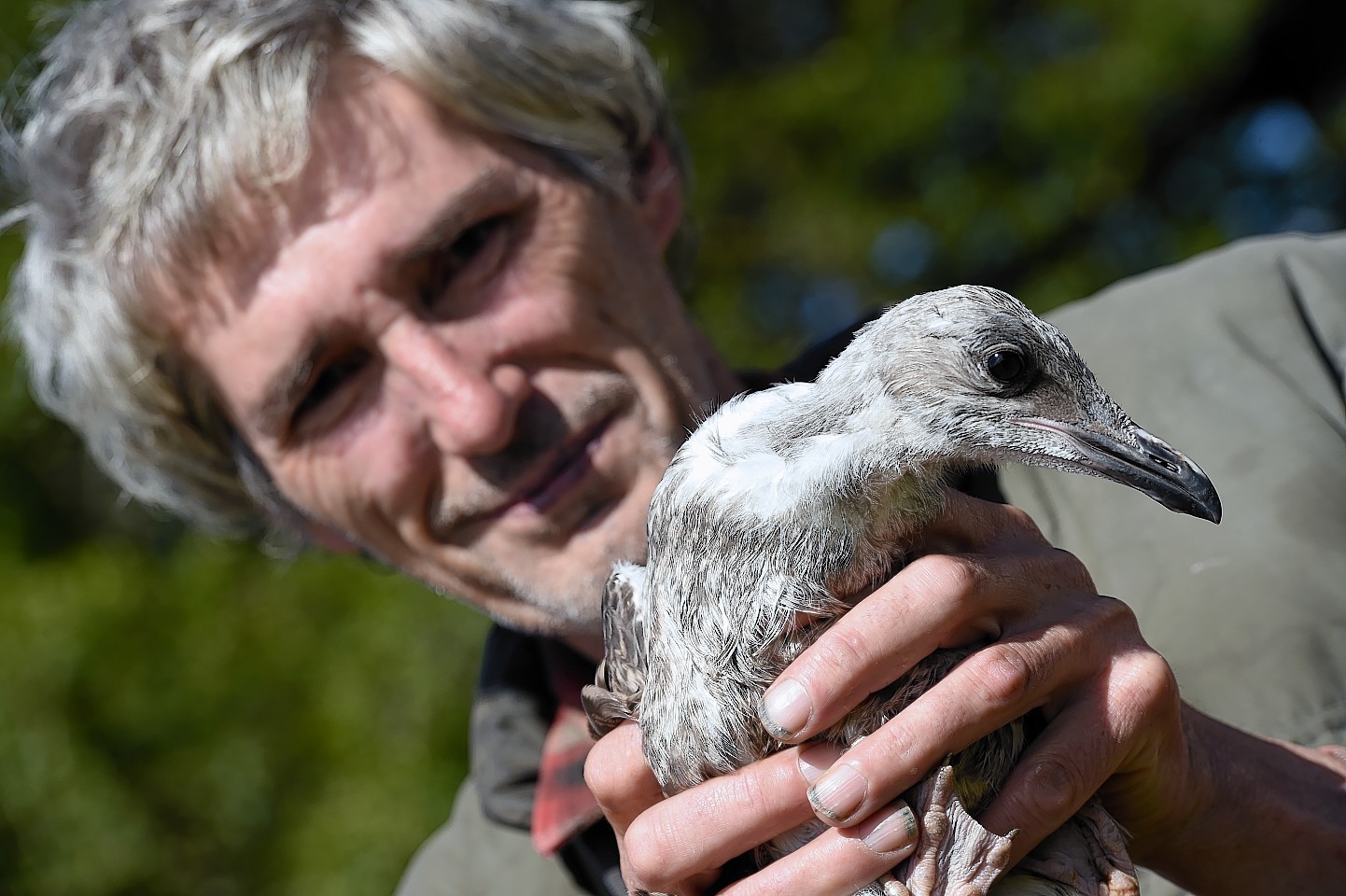 Keith Marley with one of the young herring gulls at the New Arc. Credit: Kami Thomson.