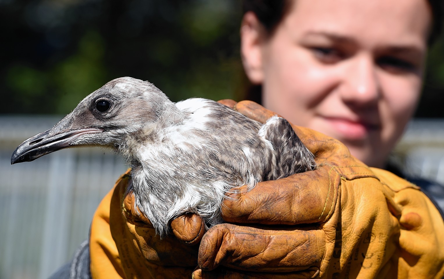 Stephanie Smith a volunteer at NEW ARC with one of the young gulls thay are looking after at the moment. Picture: Kami Thomson 