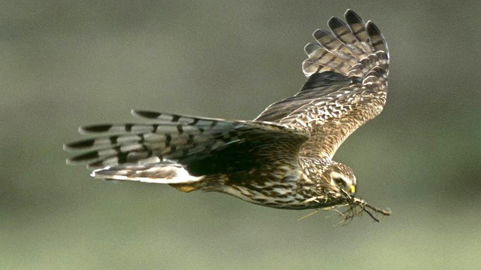 Charges have been dropped after a hen harrier was shot dead.