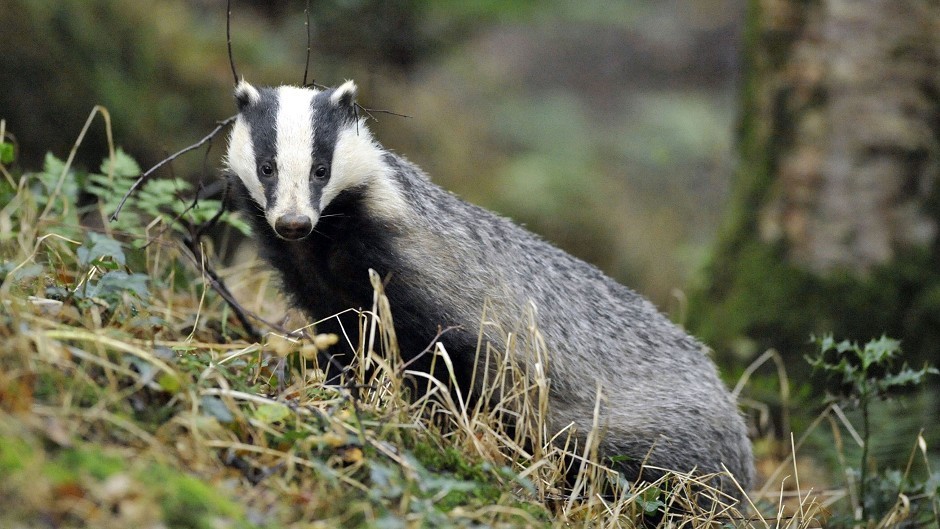 The study found badgers are more likely to give cattle TB, than cattle are to give badgers TB.