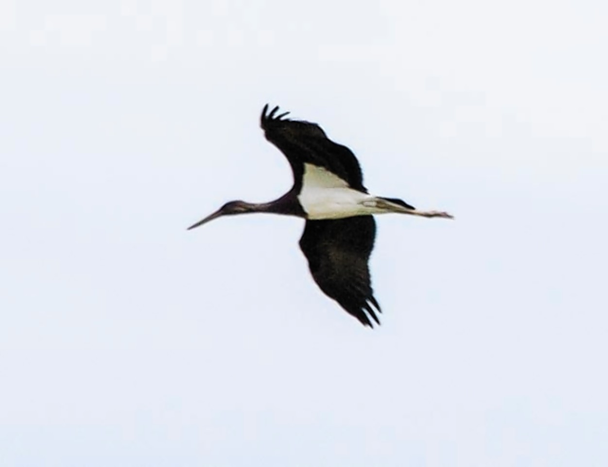 Black Stork spotted at Loch Strathbeg in Aberdeenshire