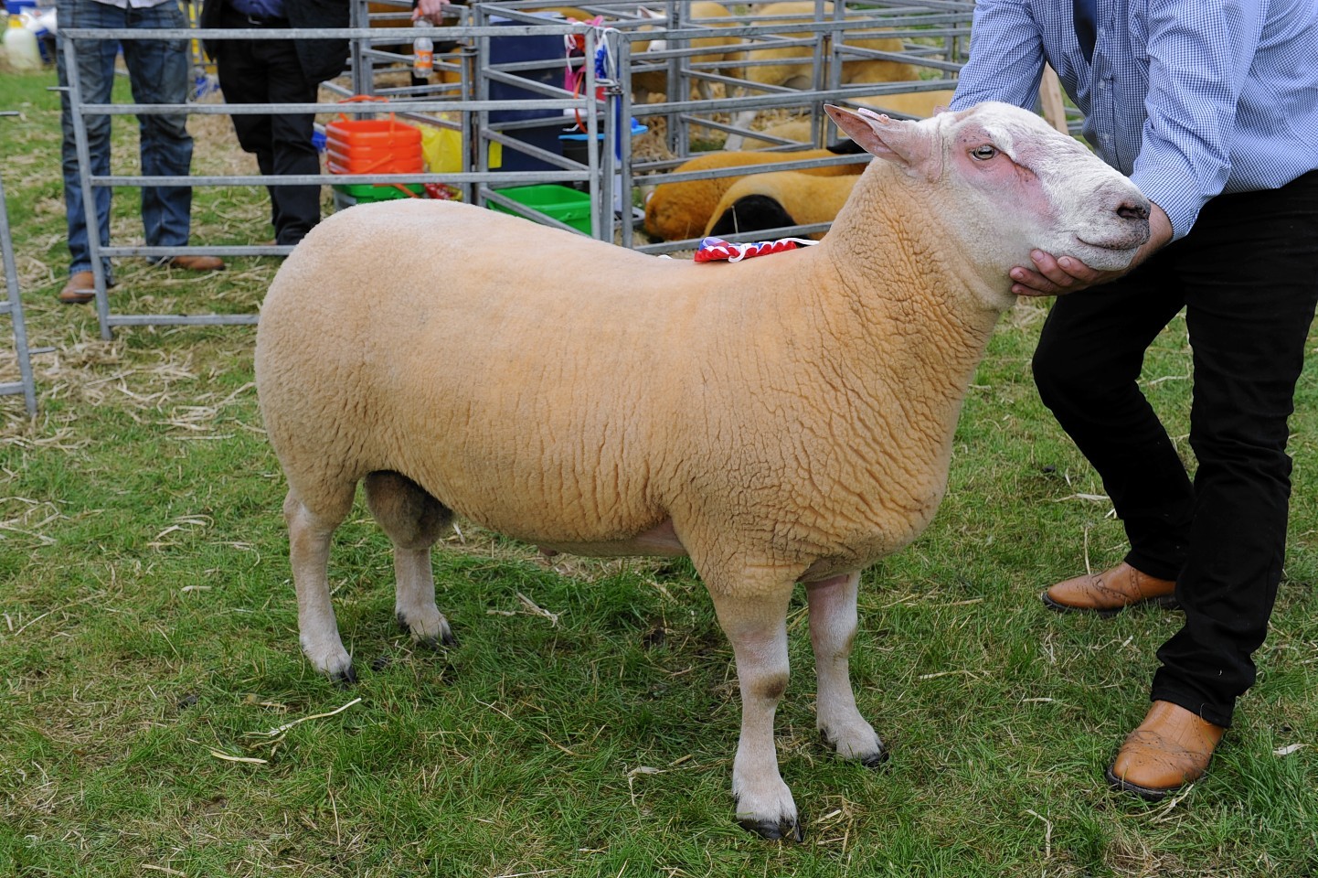 The overall sheep champion was the Any other breed champion