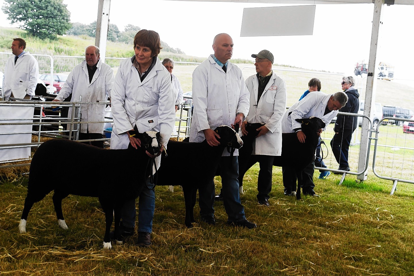 Zwartbles, pictured being judged at the Turriff Show last year, are growing in popularity.