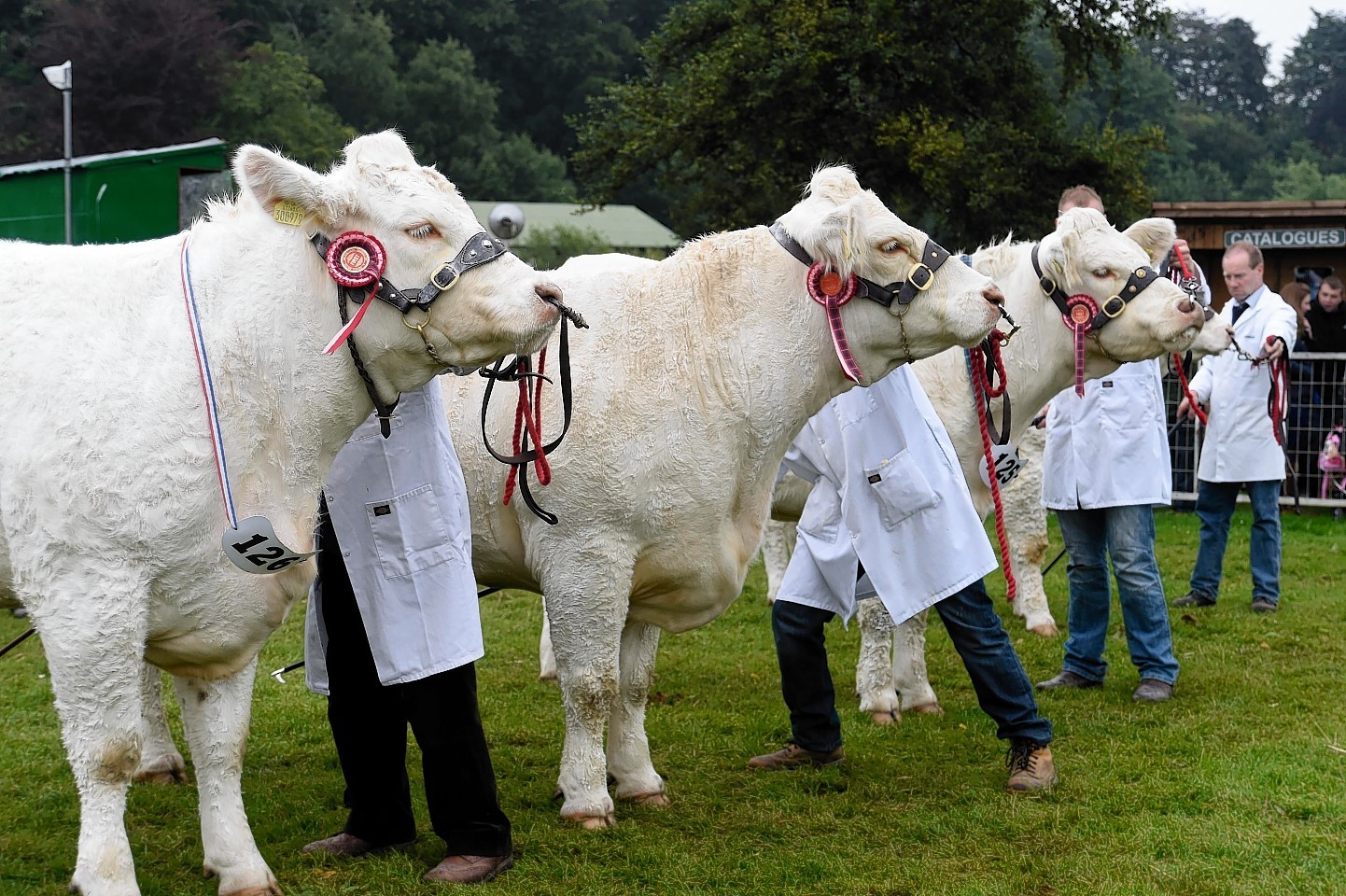 Charolais cattle