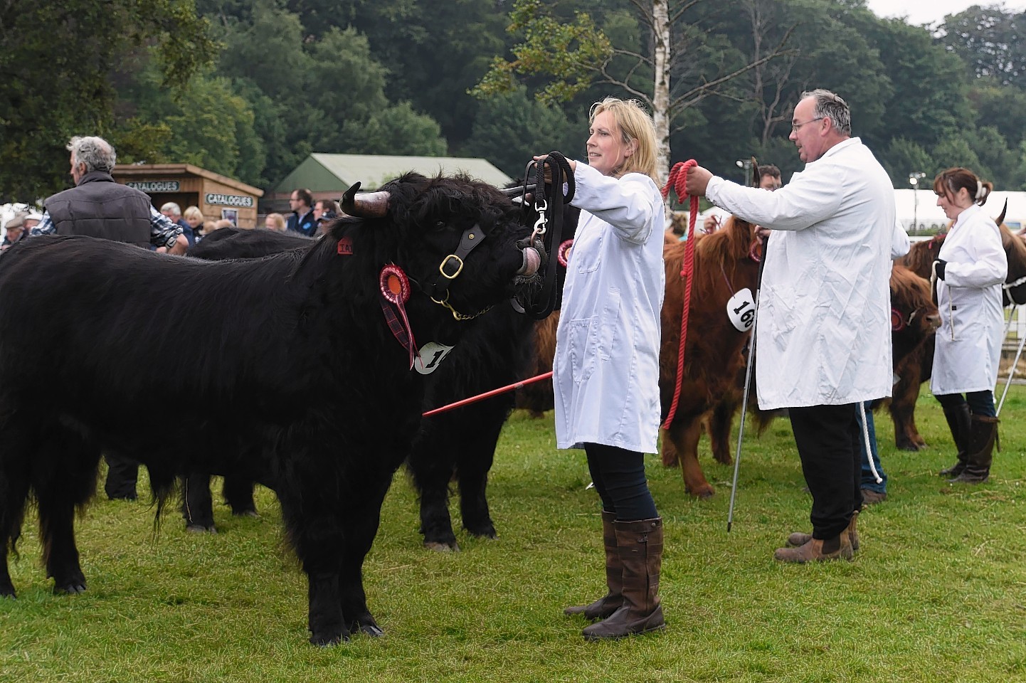 Judging at the show 