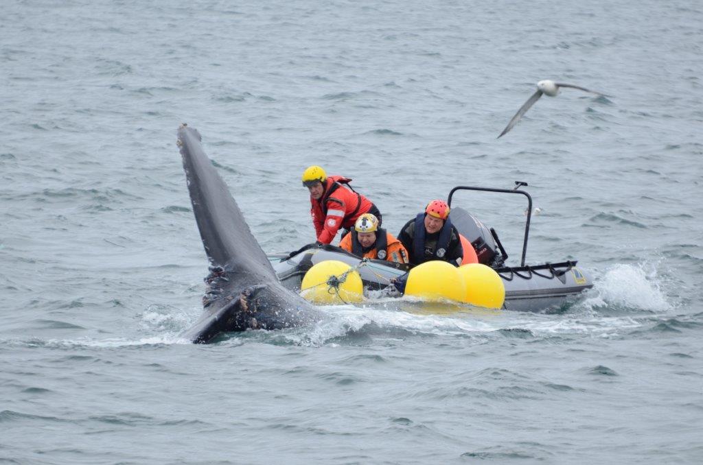 The rescuers were nearly knocked out of their boat by the distressed animal