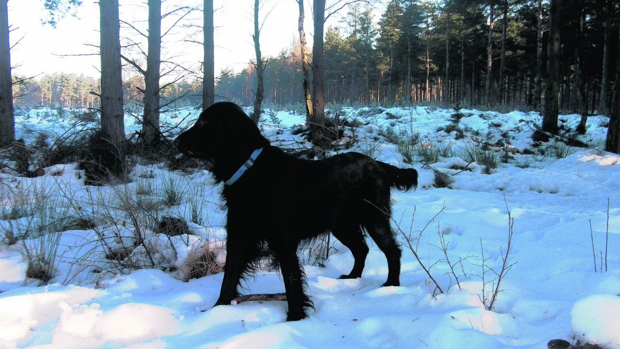 This is Harris watching roe deer at Devilla Forest. Harris lives with Ruth Inglis in Dunfermline.