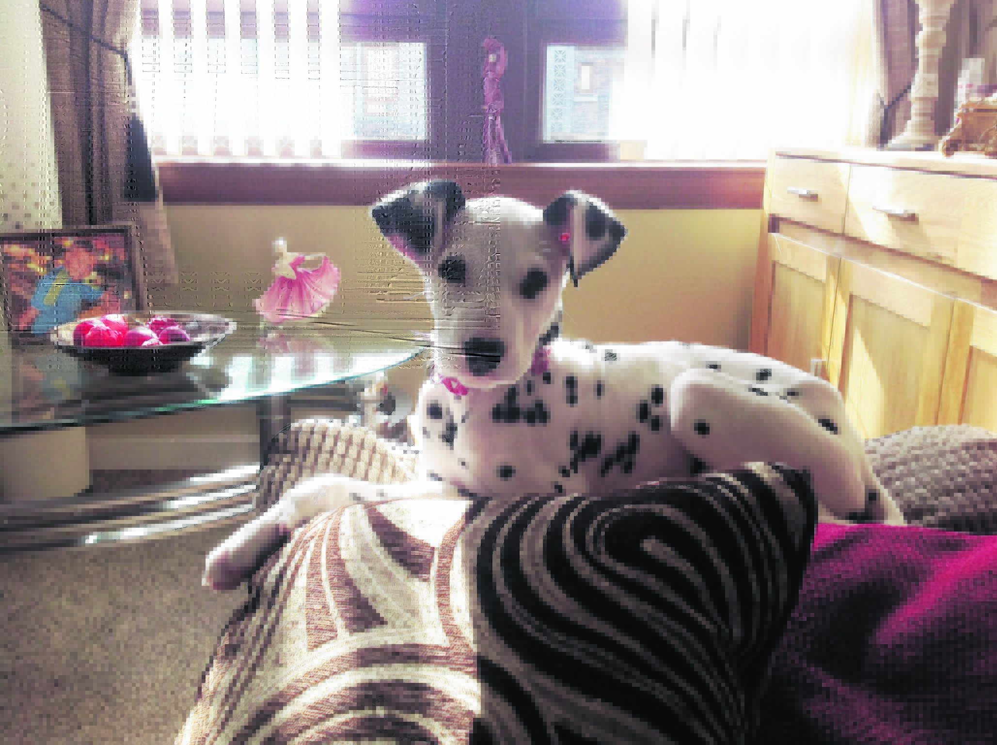 This is Rumbo, a four month old Dalmatian who lives in Portsoy with Steven Jamieson, Wendy Cormack and Jocky Jamieson. 

Rumbo is our winner this week.