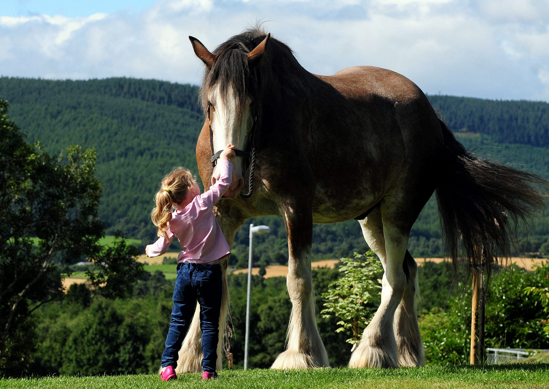 Digger, one of the largest horses in Europe, is one of the centre's biggest attractions