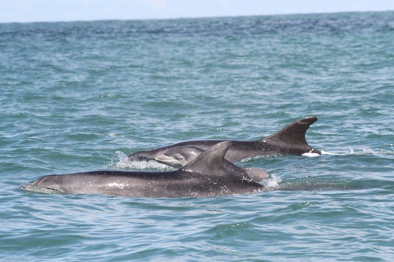 The newborn calves can be identified because they swim alongside their mother