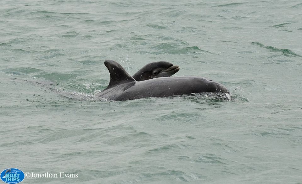 Fears that a spill could endanger dolphins and other local wildlife have prompted more than 730 people to back an online campaign against the proposal