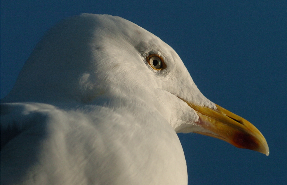 The gull is trapped on the top of a building on Palmerston Road