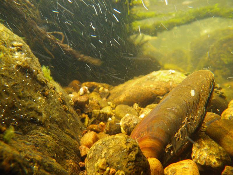 The mussels are critically endangered