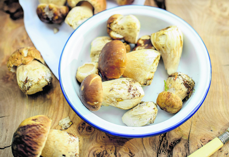 This year's ceps  have been exceptional
