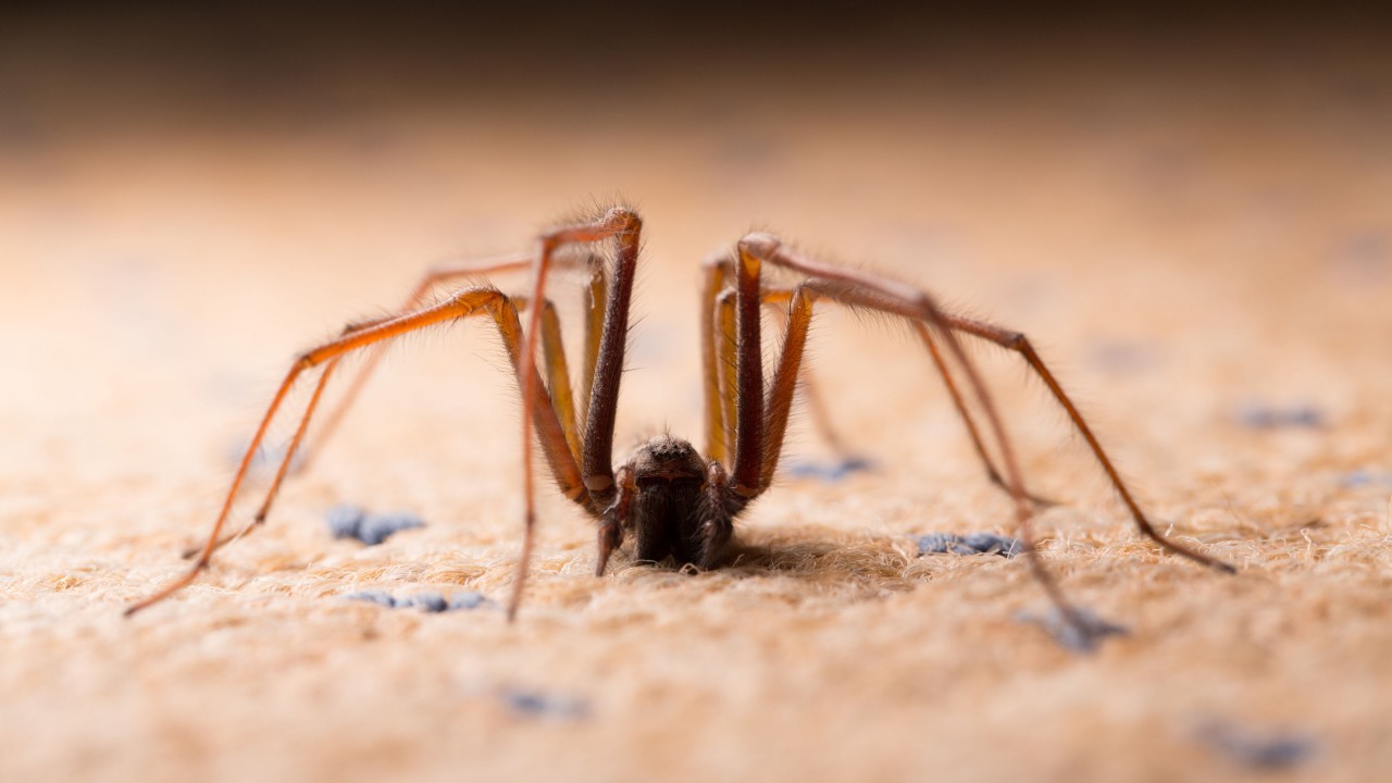 Why are there more spiders in your home?