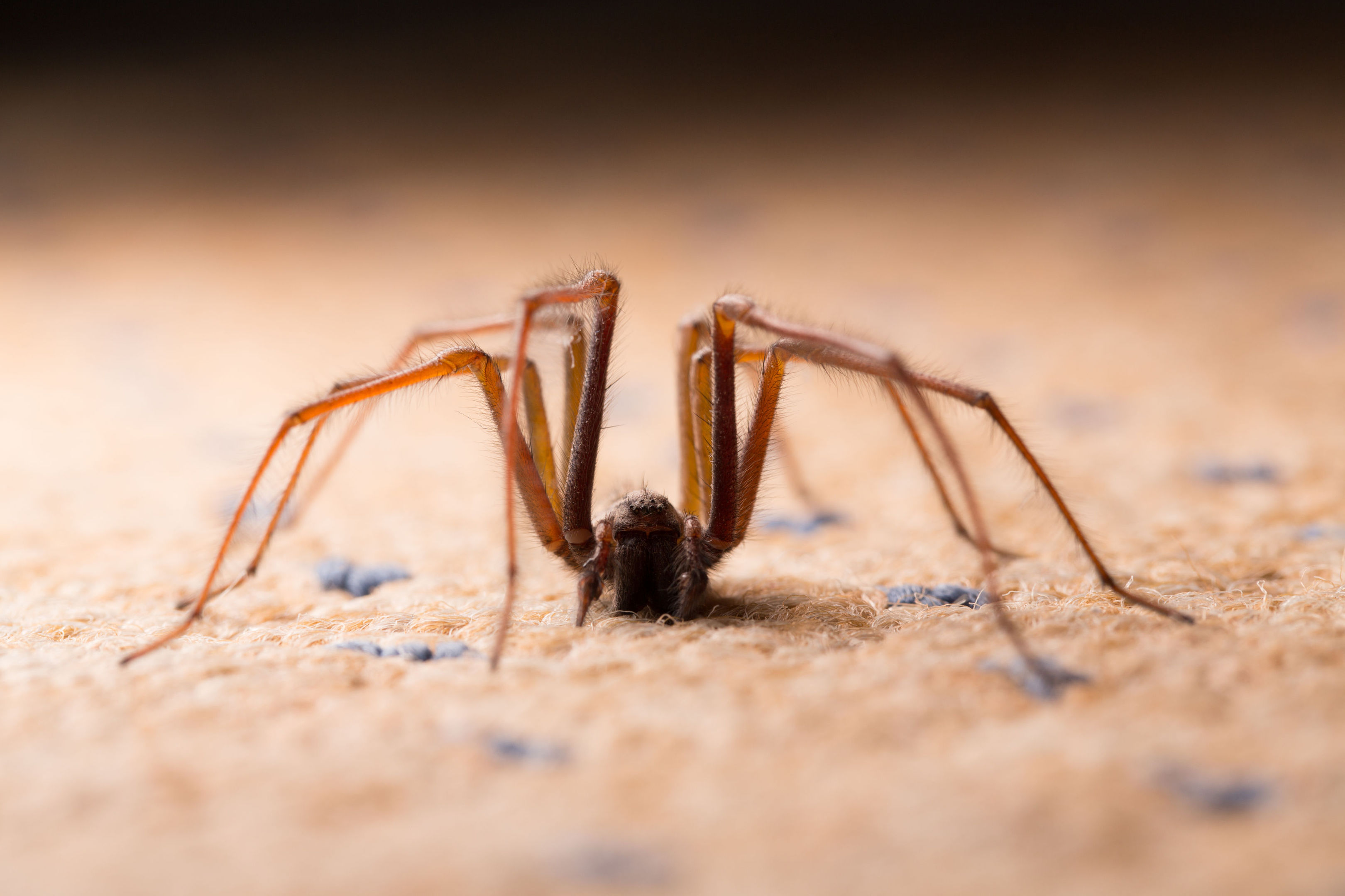 Neighbours thought the man, who was trying to rid himself of a spider, was attacking a woman