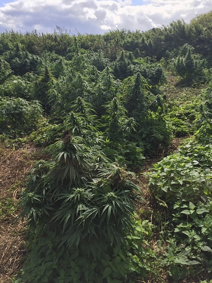 The "small forest" cannabis farm 