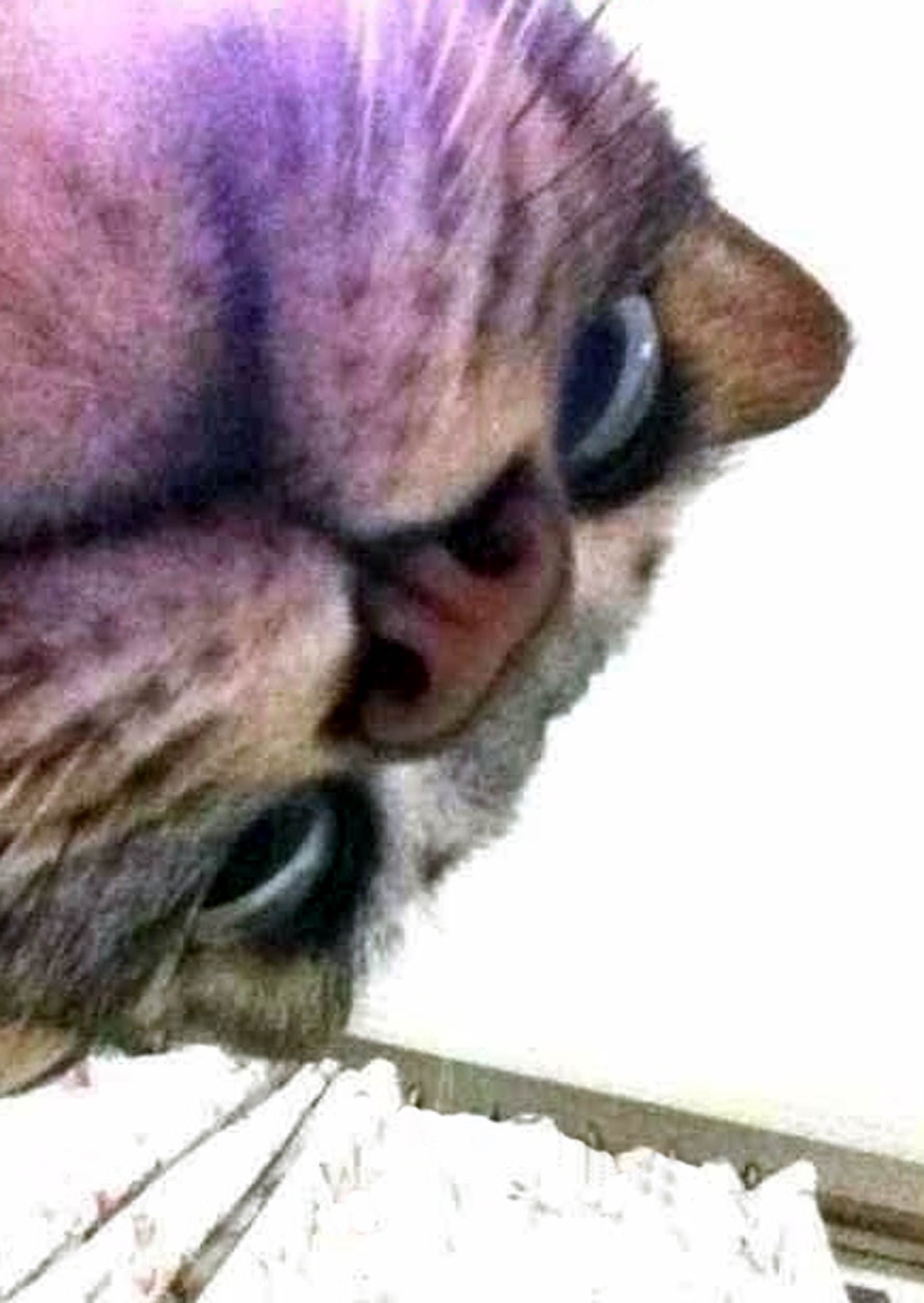 "Cat steps on iPad" PETS across the globe are getting in on the selfie phenomenon. Curious cats, dopey dogs and even ham-fisted hamsters are snapping themselves on their owners mobiles - with hilarious results. The pictures, which include a close-up of a one-eyed cat, all were produced when clumsy pets stood on their owners phones or iPads. The results are varied - some pictures show cats looking down into the camera with their chin appearing extremely enlarged, and in others a dogs nose takes up most of the photo.