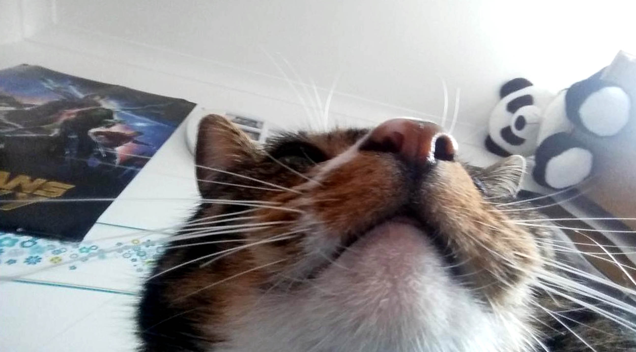 "When your cat accidentally takes a selfie" PETS across the globe are getting in on the selfie phenomenon. Curious cats, dopey dogs and even ham-fisted hamsters are snapping themselves on their owners mobiles - with hilarious results. The pictures, which include a close-up of a one-eyed cat, all were produced when clumsy pets stood on their owners phones or iPads. The results are varied - some pictures show cats looking down into the camera with their chin appearing extremely enlarged, and in others a dogs nose takes up most of the photo.